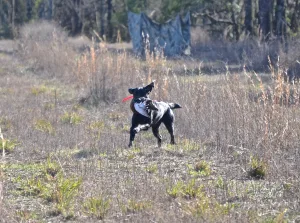 AKC Hunt Tests in Geogia
