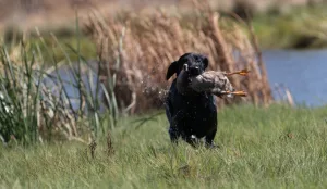 Sage Hen's Retriever Club AKC Hunt Test Sage Hen's Retriever Club AKC Hunt Test