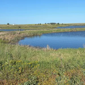 Marin Retriever Club (MRC)