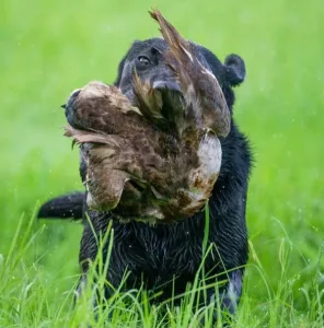 North Alabama Hunting Club (NAHRC)