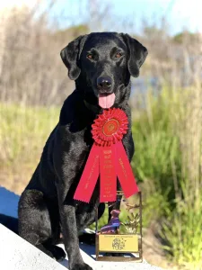 Sand and Sage Hunting Retriever Club (SSHRC)