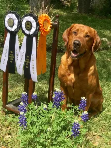 Alamo Retriever Club Hunt Test