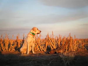 Alamo Retriever Club Hunt Test