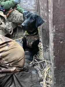 Las Vegas Hunting Retriever Club (LVHRC)