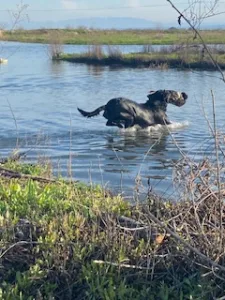 Central Coast Hunting Retriever Club of California (CCHRC)