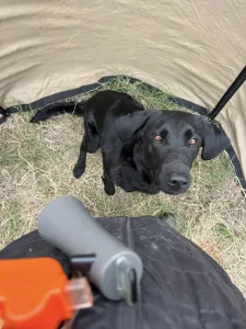 Lost Pines Retriever Club (LPRC)