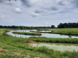Mississippi AKC Hunt Test Mississippi AKC Hunt Test