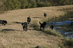 Georgia Hunt Test AKC