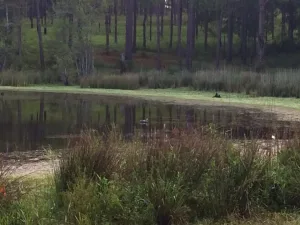 Wiregrass Hunting Retriever Club of Georgia
