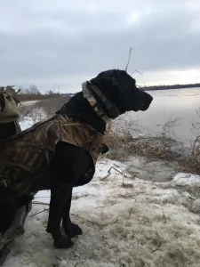 Fall Line Retriever Club Fall Line Retriever Club