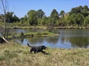 Central Kentucky Hunting Retriever Club Central Kentucky Hunting Retriever Club