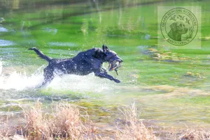 Ozarks Hunting Retriever Association (OHRA) Ozarks Hunting Retriever Association (OHRA)