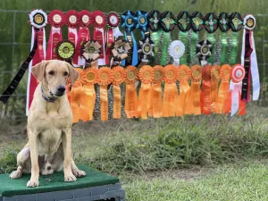 Yates Family Labradors Virginia American Lab Yates Family Labradors Virginia American Lab