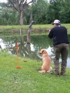 Tallahassee Hunting Retriever Club (THRC)