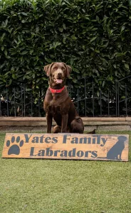 Yates Family Labradors Yates Family Labradors