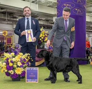 GCHG CH Firewater's Bronco's Bear Necessities "Bear" winning Best of Breed at Westminster 2026