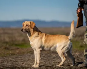 Marin Retriever Club (MRC)