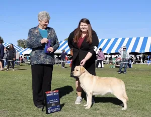 Labrador Megan Cooper Clovis Labrador Megan Cooper Clovis