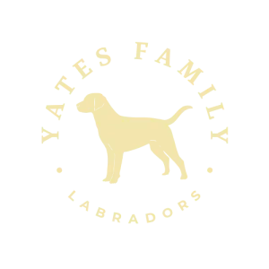 Yates Family Labradors Yates Family Labradors