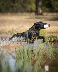 Shreveport-Bossier Retriever Club Shreveport-Bossier Retriever Club
