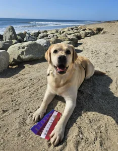 Sandstorm Labradors Sandstorm Labradors