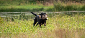 North Dakota Retriever Club (NDRC) North Dakota Retriever Club (NDRC)