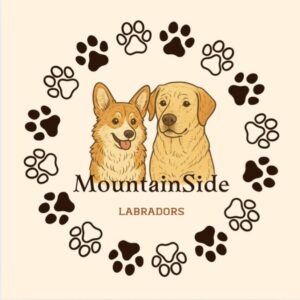 mountainside labradors freetown MA mountainside labradors freetown MA