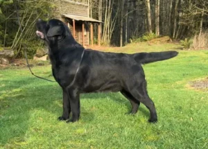 Mayday2 1920wjpg 366 7 300x215