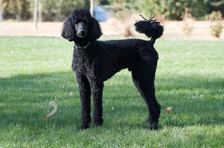 advance dog show club 1 768x508