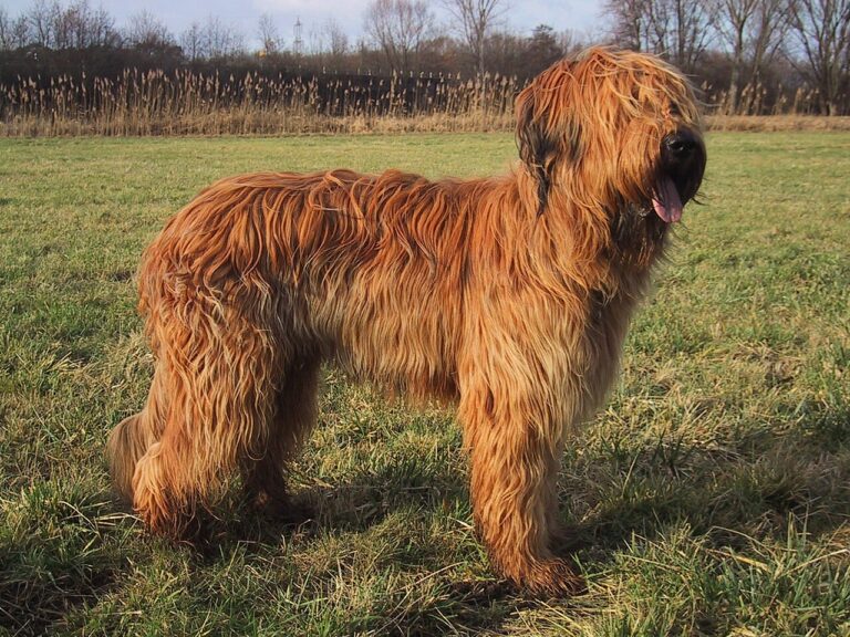 caernarvon township dog show club 1 768x576