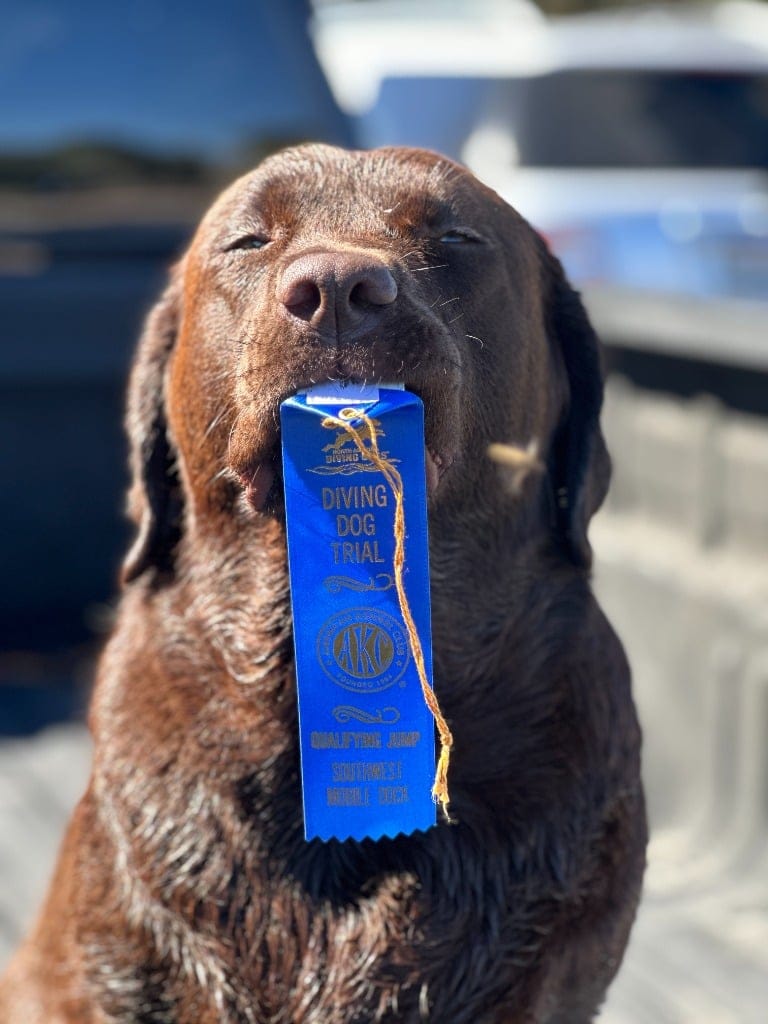 nadd dock diving chocolate lab 137