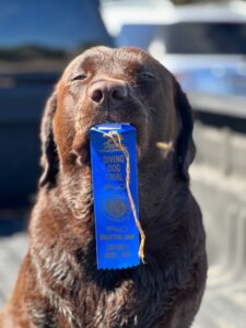 nadd dock diving chocolate lab 59 225x300