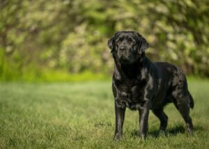 rsw 1280h 914 89 300x214