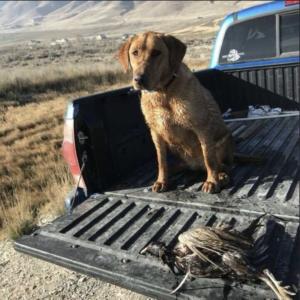 Oak Canyon labradors lehi ut 300x300