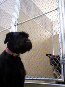 ventura dog show club 1 225x300