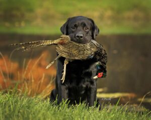 IMG 2575 1 18 300x240