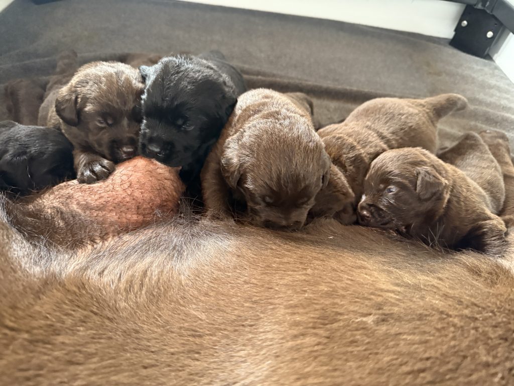 Labrador Coat Genetics – The Labrador Directory Labrador Coat Genetics