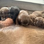 Labrador Coat Genetics