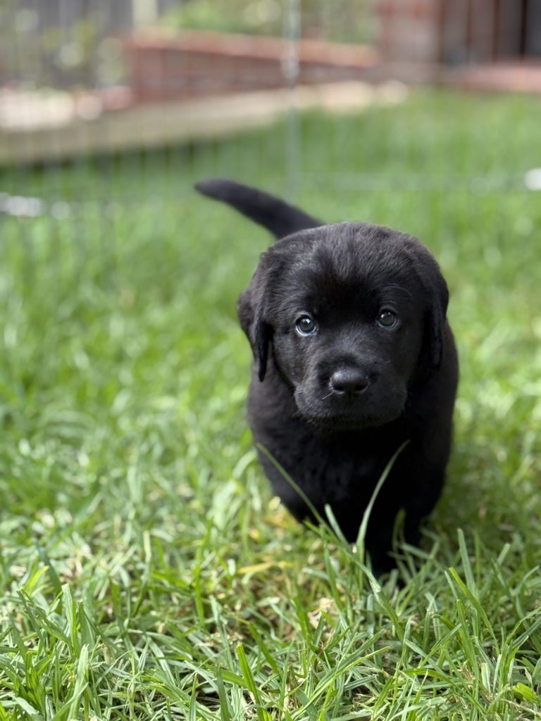 The Labrador Directory