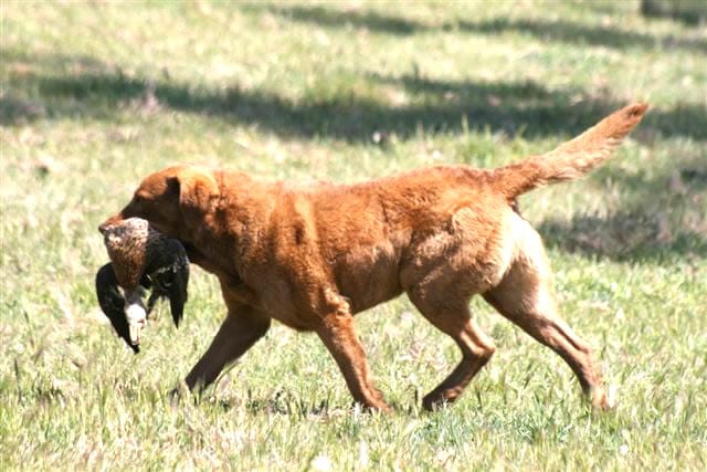 Golden Retriever with a duck in its mouth, running across a grassy field. host city for . AKC specialty dog show host city.