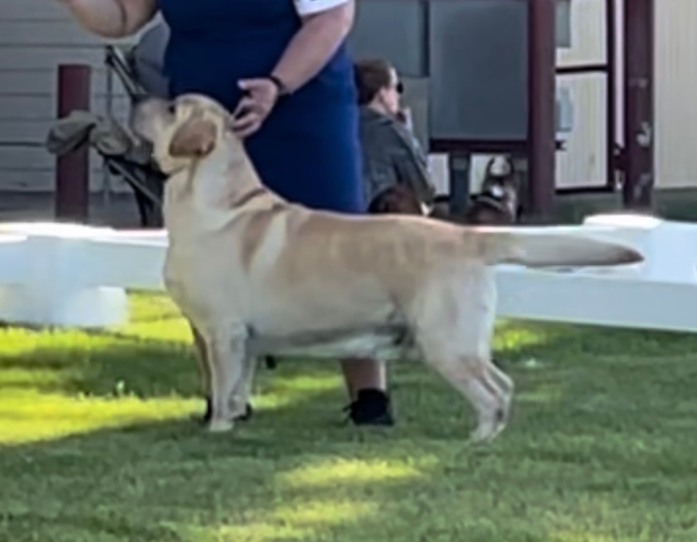 A large light-colored dog standing beside a person in a blue outfit on a grassy yard near a white fence.