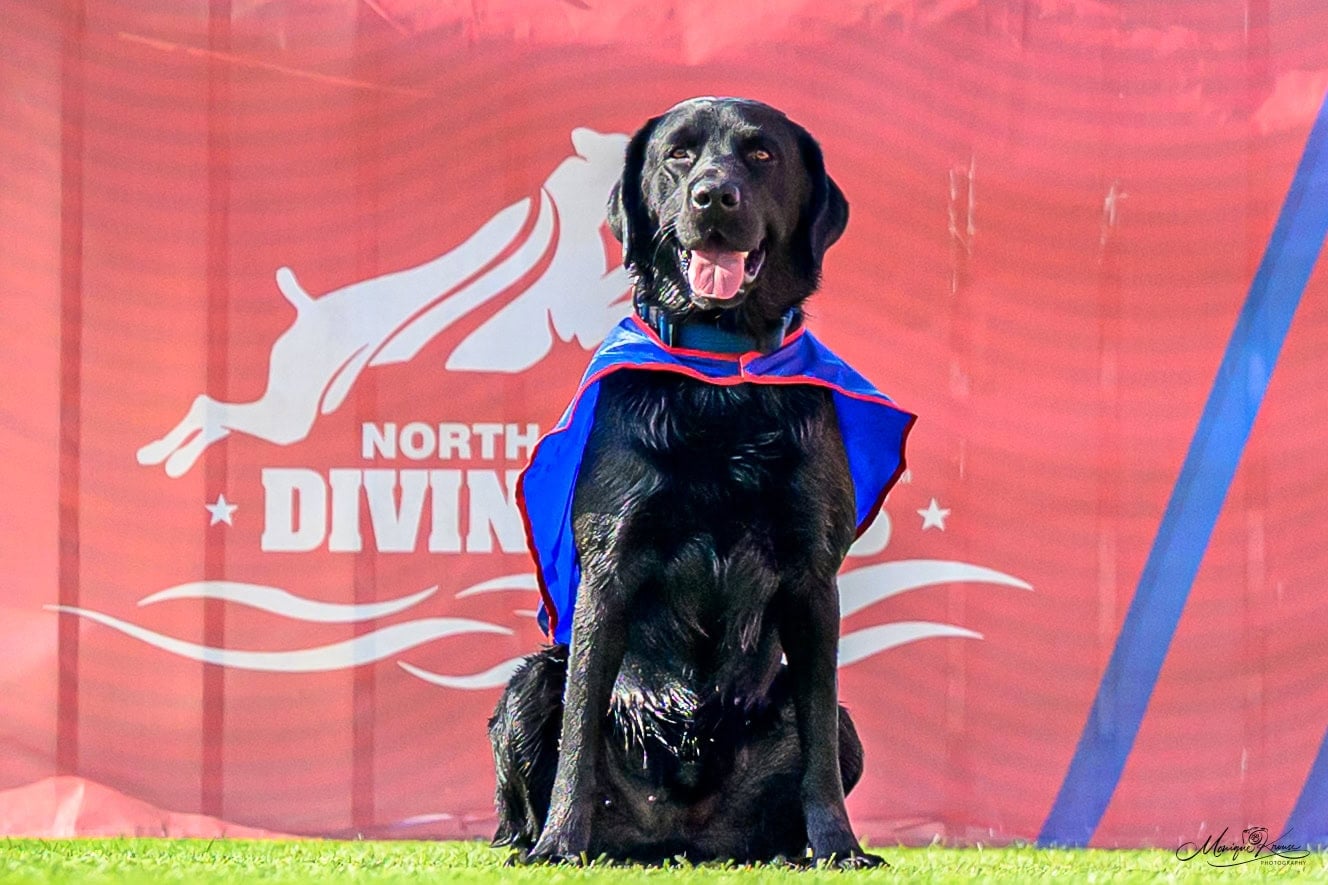 – The Labrador Directory Black Labrador wearing a blue cape sits on the grass in front of a red banner with a white dog graphic, likely at a dog agility or diving event.
